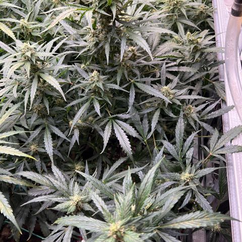 Maui waui 2 growlog timeline photo