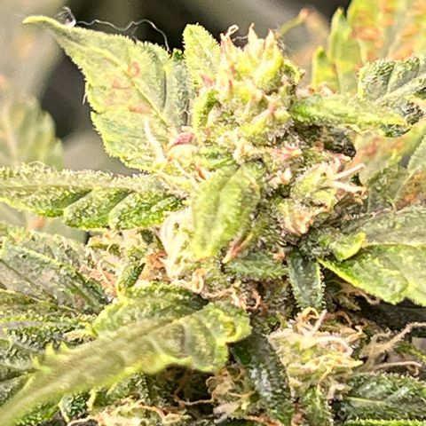 Maui waui 2 growlog timeline photo