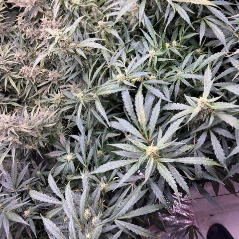 Original Auto Jack Herer growlog timeline photo