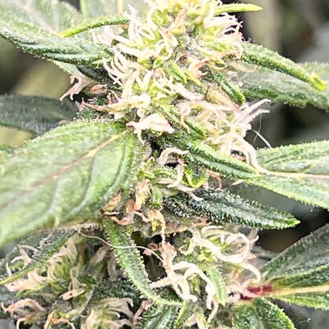 Original Auto Jack Herer growlog timeline photo