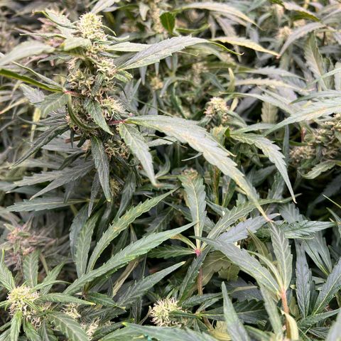 Original Auto Jack Herer growlog timeline photo