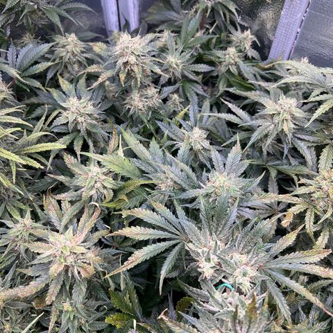 Arctic Sunset growlog timeline photo