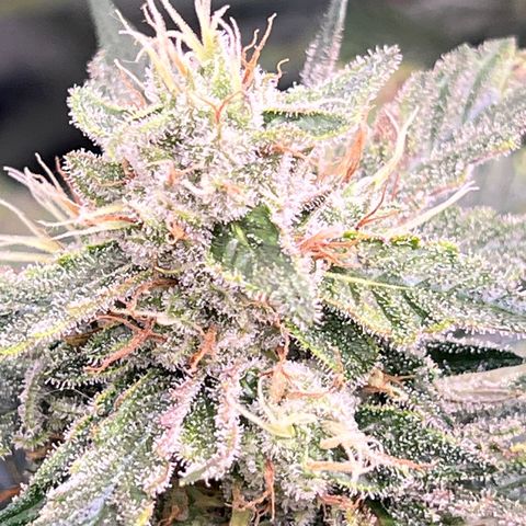 Arctic Sunset growlog timeline photo