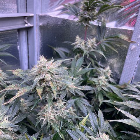 Arctic Sunset growlog timeline photo