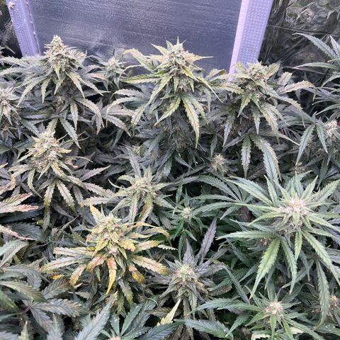 Mimosa Cake Auto growlog timeline photo