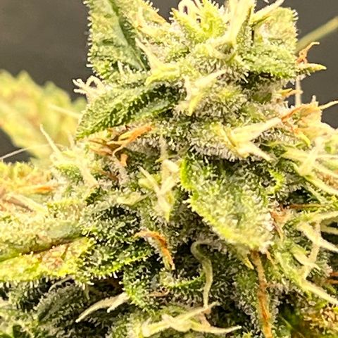 Mimosa Cake Auto growlog timeline photo