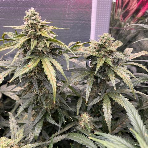 Mimosa Cake Auto growlog timeline photo