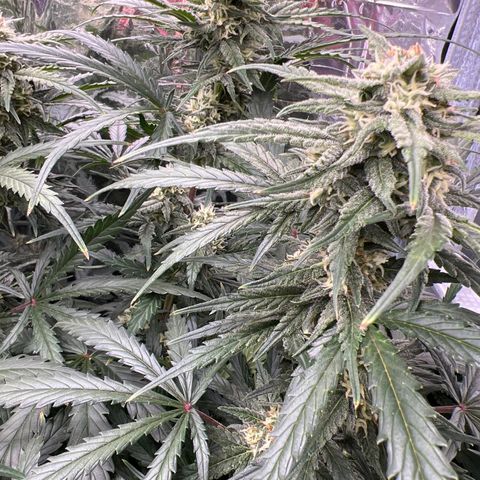 Wedding Glue Auto growlog timeline photo