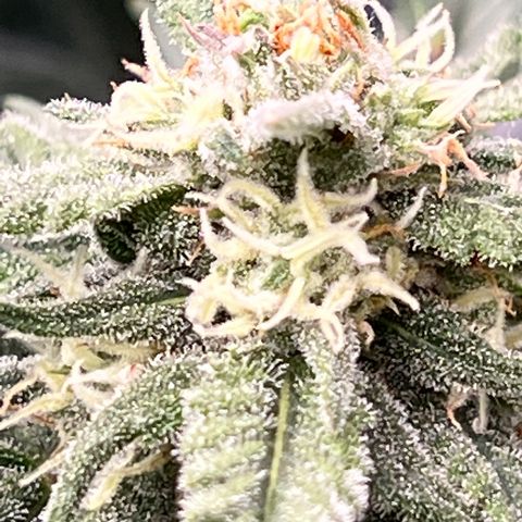 Wedding Glue Auto growlog timeline photo