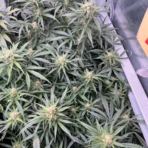 Wedding Glue Auto growlog timeline photo