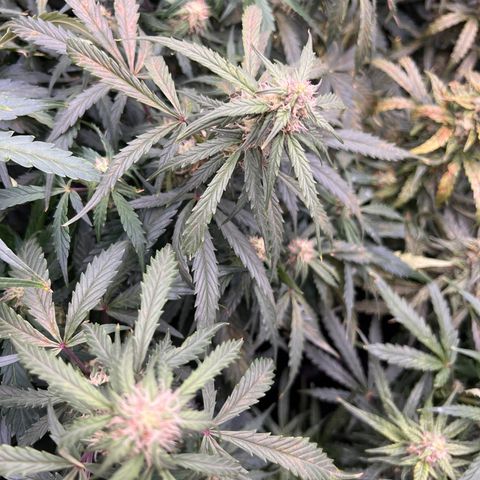Hawaii Maui Waui Automatic growlog timeline photo