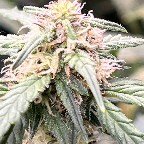 Hawaii Maui Waui Automatic growlog timeline photo