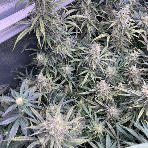 Blueberry Kush Automatic growlog timeline photo