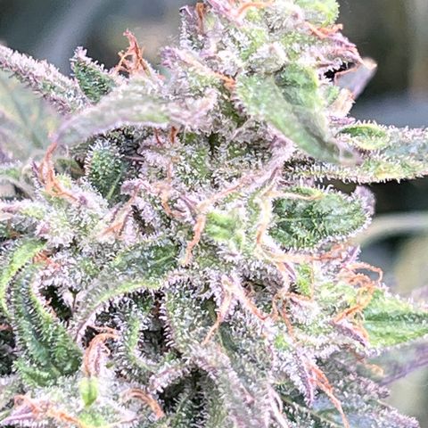 Blueberry Kush Automatic growlog timeline photo