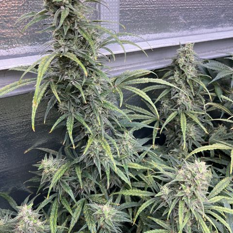 Blueberry Kush Automatic growlog timeline photo