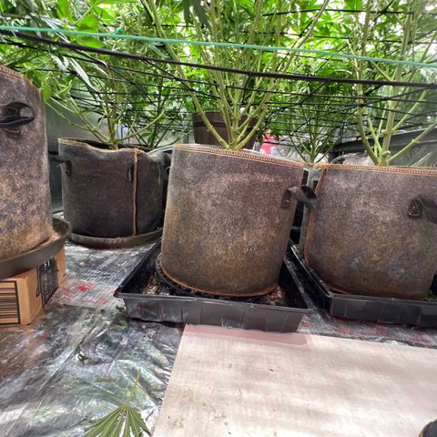 The volunteer (Maui Waui) growlog timeline photo