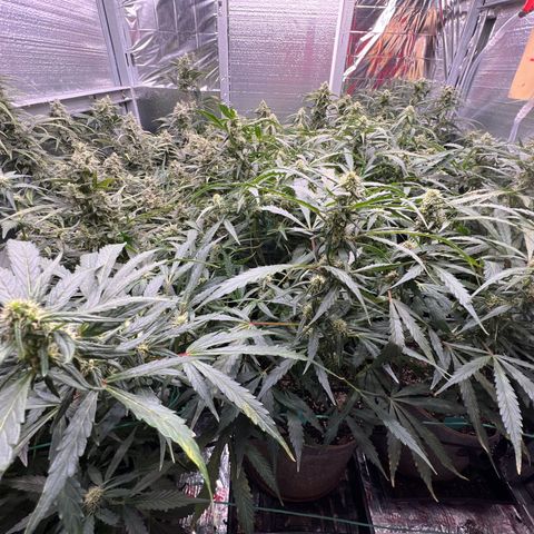 The volunteer (Maui Waui) growlog timeline photo