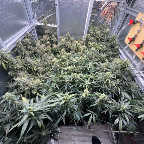 The volunteer (Maui Waui) growlog photo: Been on vacation a week! Wow things are filling in nice. Lost power and fan shut off. Cooked the tops a bit. Nothing major!