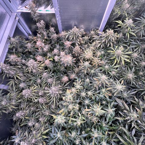 The volunteer (Maui Waui) growlog photo: Been on vacation a week! Wow things are filling in nice. Lost power and fan shut off. Cooked the tops a bit. Nothing major!