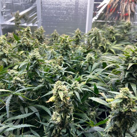 The volunteer (Maui Waui) growlog photo: Been on vacation a week! Wow things are filling in nice. Lost power and fan shut off. Cooked the tops a bit. Nothing major!