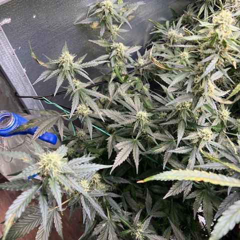 The volunteer (Maui Waui) growlog timeline photo