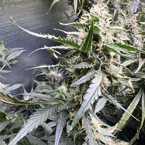 The volunteer (Maui Waui) growlog timeline photo