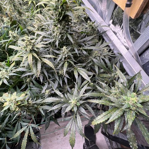 Maui waui 2 growlog timeline photo