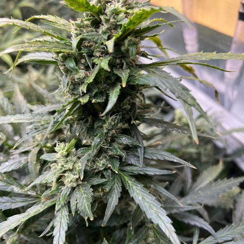 Maui waui 2 growlog timeline photo