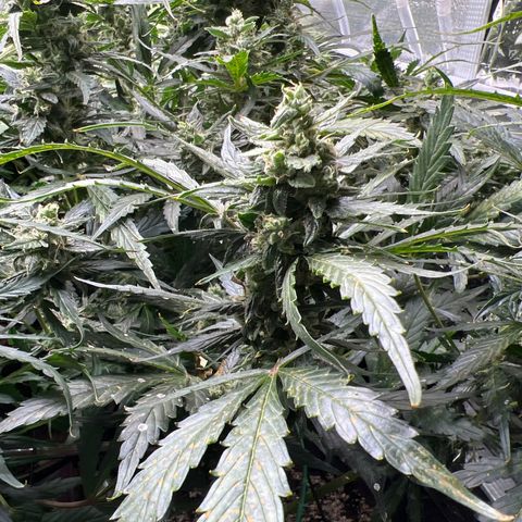 Maui waui 2 growlog timeline photo