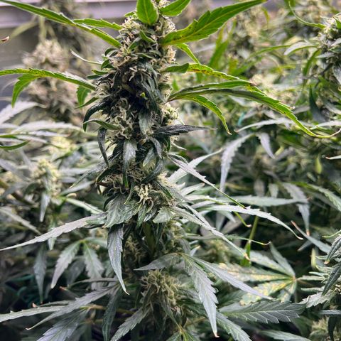 Original Auto Jack Herer growlog timeline photo
