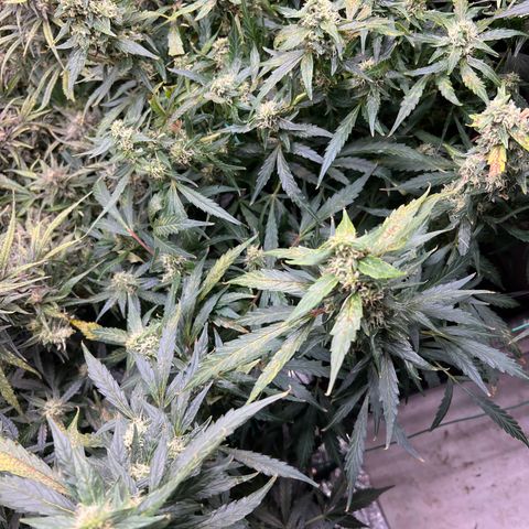 Original Auto Jack Herer growlog timeline photo