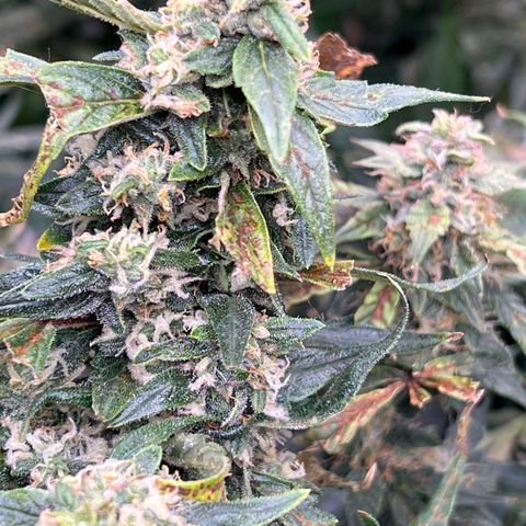 Original Auto Jack Herer growlog timeline photo