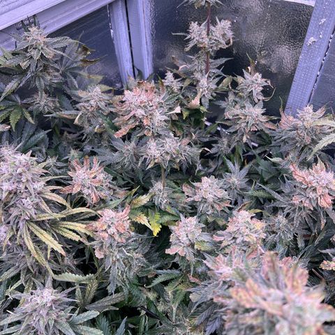 Arctic Sunset growlog timeline photo