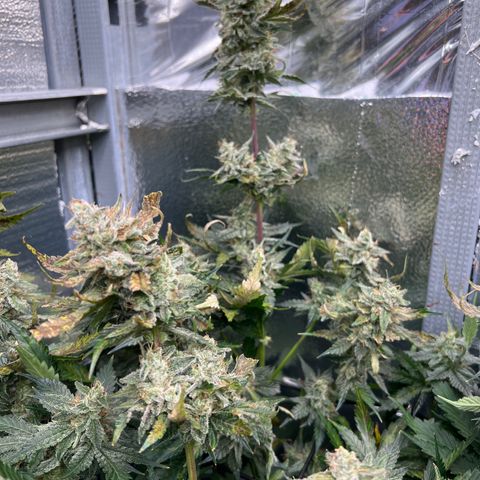 Arctic Sunset growlog timeline photo