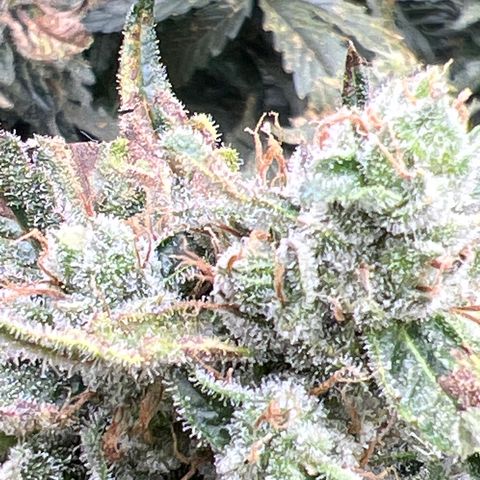 Arctic Sunset growlog timeline photo