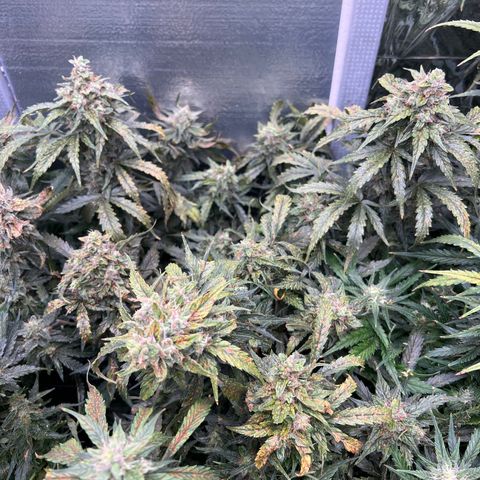 Mimosa Cake Auto growlog timeline photo