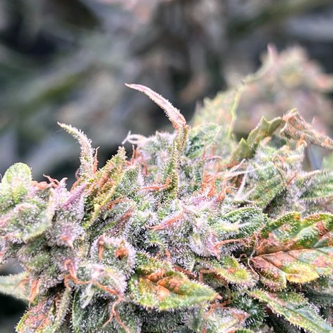 Mimosa Cake Auto growlog timeline photo