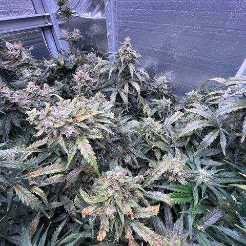 Mimosa Cake Auto growlog timeline photo