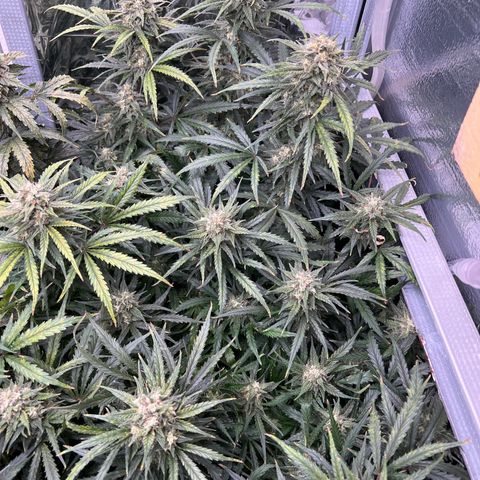 Wedding Glue Auto growlog timeline photo