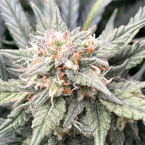 Wedding Glue Auto growlog timeline photo