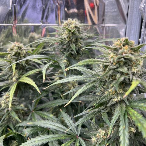Wedding Glue Auto growlog timeline photo