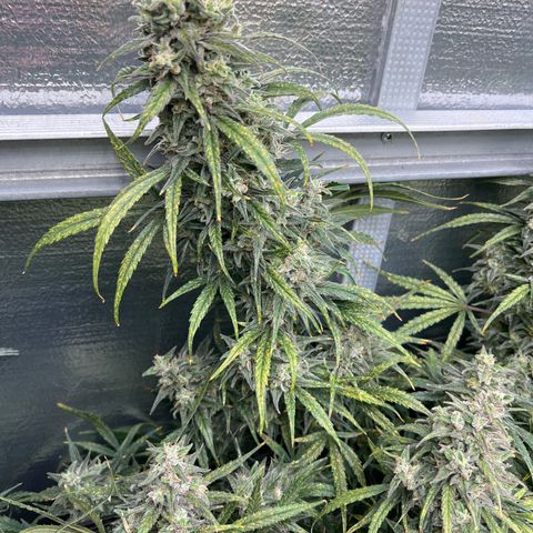 Blueberry Kush Automatic growlog timeline photo