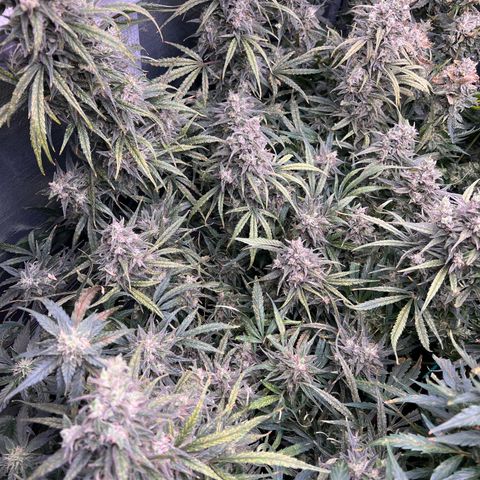 Blueberry Kush Automatic growlog timeline photo