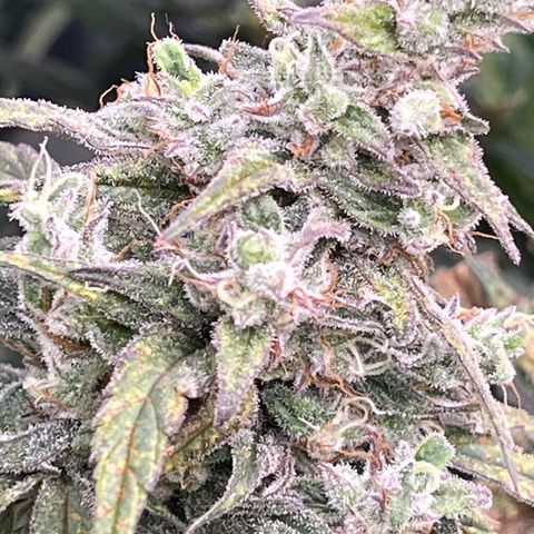 Blueberry Kush Automatic growlog timeline photo