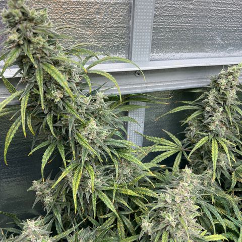 Blueberry Kush Automatic growlog timeline photo
