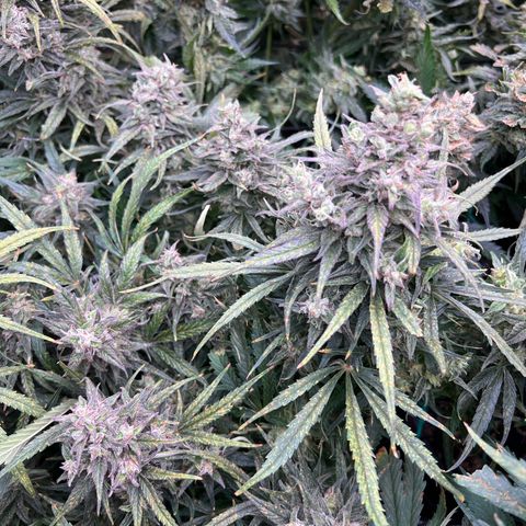 Blueberry Kush Automatic growlog timeline photo