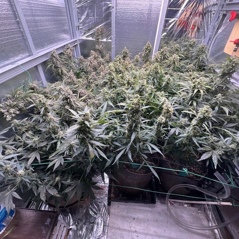 The volunteer (Maui Waui) growlog timeline photo
