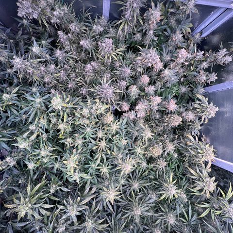 The volunteer (Maui Waui) growlog timeline photo