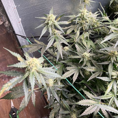The volunteer (Maui Waui) growlog timeline photo