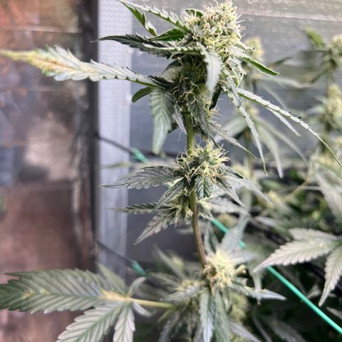 The volunteer (Maui Waui) growlog timeline photo